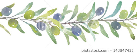 Olive line art drawn in watercolor Olive line art drawn in watercolor 143847435