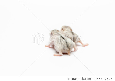 兩隻小倉鼠 143847597