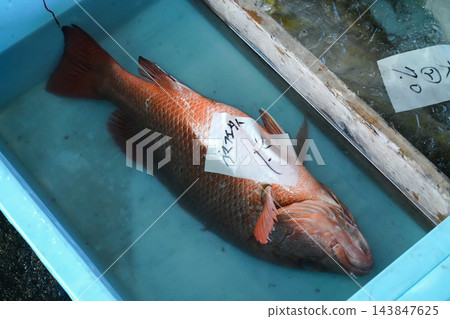 三重縣尾瀨市尾瀨港：斑點笛鯛（Lutjanus fuscoguttatus） 143847625
