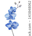 Blue Phalaenopsis Orchid Watercolor Botanical Illustration 143848062