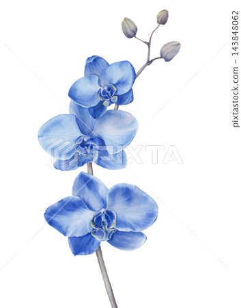 Blue Phalaenopsis Orchid Watercolor Botanical Illustration Blue Phalaenopsis Orchid Watercolor Botanical Illustration 143848062
