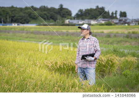 資深農民在稻田收割季節使用平板電腦查看稻田狀況。 資深農民在稻田收割季節使用平板電腦查看稻田狀況。 143848066