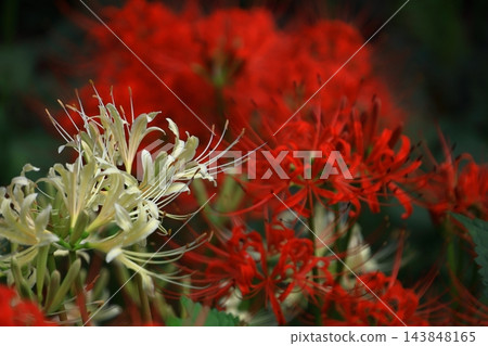 激情花 激情花 143848165
