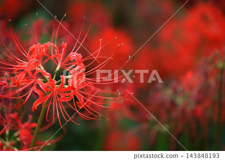 激情花 激情花 143848193