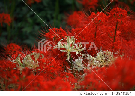 激情花 激情花 143848194