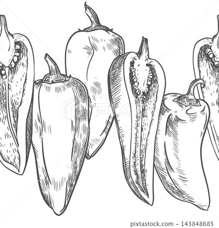 Vector sketch seamless border of pepper vegetable. Whole sweet pepper fruits and halves with seeds in a row. Capsicum or paprika hand drawn, etching technique. Line art. Clip art for farm shop. 143848685