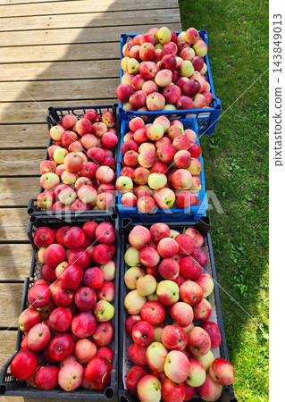 Abundant apple harvest filling crates by wooden fence Abundant apple harvest filling crates by wooden fence 143849013