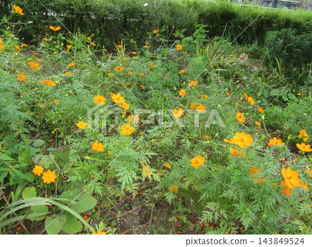 橙色的波斯菊花 橙色的波斯菊花 143849524