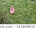 兩片落葉鋪在苔蘚地毯上 143849639