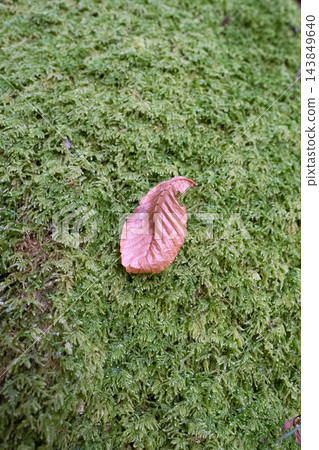 落葉鋪在苔蘚地毯上 1 落葉鋪在苔蘚地毯上 1 143849640