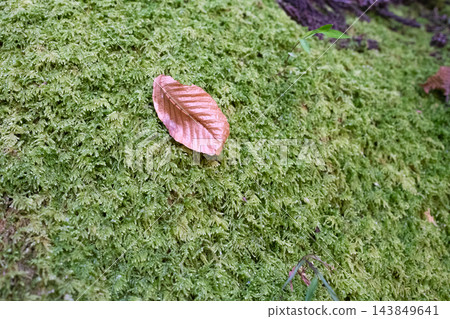 黃葉和苔蘚 143849641