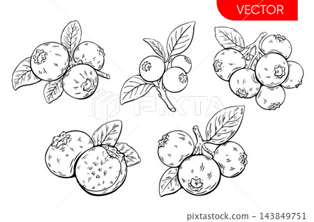 Hand drawn blueberry berry sketches with leaves in black outline Hand drawn blueberry berry sketches with leaves in black outline 143849751