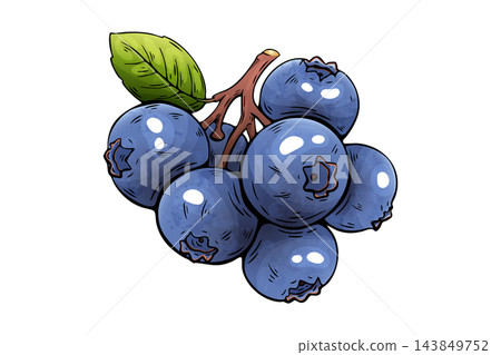 Ripe blue blueberry cluster with green leaf botanical illustration Ripe blue blueberry cluster with green leaf botanical illustration 143849752