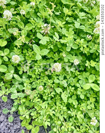 瀝青路面上鋪滿了三葉草。 瀝青路面上鋪滿了三葉草。 143850102