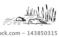 Simple hand-drawn vector drawing in black outline. Lake shore, reeds, stones in the water, bumps, swamp. Nature, landscape, duck hunting. 143850315
