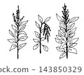 Hand-drawn vector drawing in black outline. Amaranth bushes, healthy foods, quinoa seeds, growing plants. For packaging decoration. 143850329