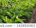 種植蘿蔔 143850363