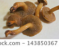 菌蓋的底部是這種蘑菇（黃乳菇）的一個顯著特徵。 143850367