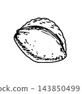 Simple hand-drawn vector ink sketch. Apricot pits, seeds, nuts. Fruit trees, nature. 143850499