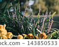 The contrast between purple and yellow flowers in the park is beautiful. 143850533