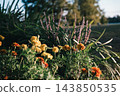 A flowerbed of yellow marigolds and purple liriope 143850535