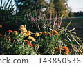 The blooming marigolds are beautifully complemented by the surrounding greenery. 143850536