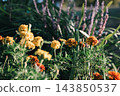 A close-up angle featuring yellow marigolds as the main subject. 143850537