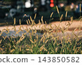 Foxtail grass, or foxtail grass, shines golden in the setting sun. 143850582