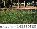 The shadows of the trees and the expansive autumn greenery 143850585