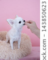 Chihuahua to get a snack 143850623