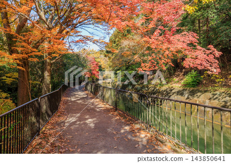 京都的秋天:琵琶湖水道(山科水道)與秋葉 京都的秋天:琵琶湖水道(山科水道)與秋葉 143850641