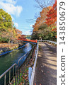 Autumn in Kyoto: Lake Biwa Canal (Yamashina Canal) and autumn leaves, including the Shosei Bridge at Honkoku-ji Temple. 143850679