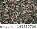 The texture of fallen autumn leaves covering the ground. 143850700
