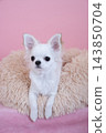 Chihuahua in bed with pink back 143850704