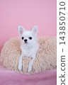 Chihuahua in bed with pink back 143850710
