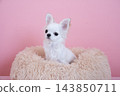 Chihuahua in bed with pink back 143850711
