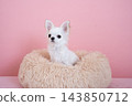 Chihuahua in bed with pink back 143850712