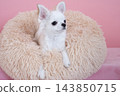 Chihuahua in bed with pink back 143850715