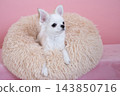 Chihuahua in bed with pink back 143850716