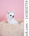 Chihuahua in bed with pink back 143850759