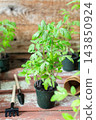 Pricking out, young green seedlings of tomato in plastic pots sit beside peat pots and hand tools on a garden workbench during spring transplanting 143850924