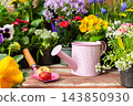 Potted flowers, including pansies, petunias and geraniums and other flowers are arranged on a wooden patio in spring beside a watering can, gloves and hand tools for planting 143850930