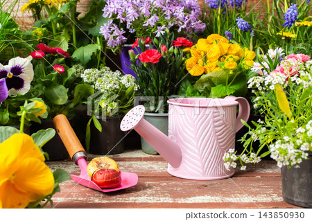 Potted flowers, including pansies, petunias and geraniums and other flowers are arranged on a wooden patio in spring beside a watering can, gloves and hand tools for planting 143850930