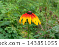 Flower of Aster family. Rudbeckia grows in meadow in sunny day. Rudbeckia is growing in countryside garden. 143851055