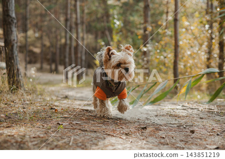 Yorkshire Terrier wearing a gray and orange jacket walks along a woodland trail in warm autumn sunlight, with golden bokeh, autumnal forest background 143851219