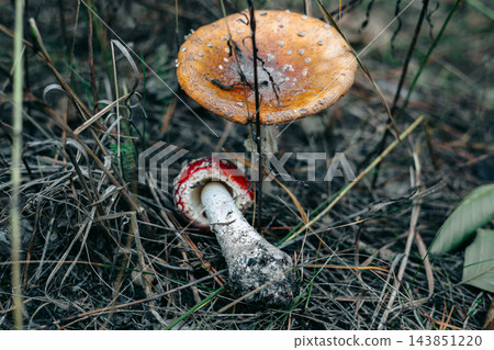 Two wild mushrooms rest among dry grass and twigs on a forest floor, showing an orange cap and a fallen red edged mushroom in a woodland scene. 143851220