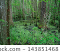 Cypress trees rise from dark water in a lush southern wetland. Green duckweed, grasses, and forest vegetation create a peaceful natural landscape. 143851468