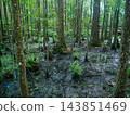 A dense cypress forest grows across a muddy and flooded wetland. Green plants, ferns, and duckweed surround the trees near a wooden boardwalk. 143851469