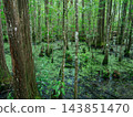 Tall cypress trees grow from shallow water in a dense southern swamp. Green duckweed, moss, and wetland vegetation cover the peaceful forest floor. 143851470