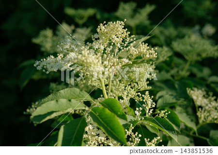 Delicate white elderflower blossoms in the evening sunlight in lush green nature. Soft floral textures and rich greenery create peaceful botanical summer atmosphere. Blooming white elderflower cluster 143851536